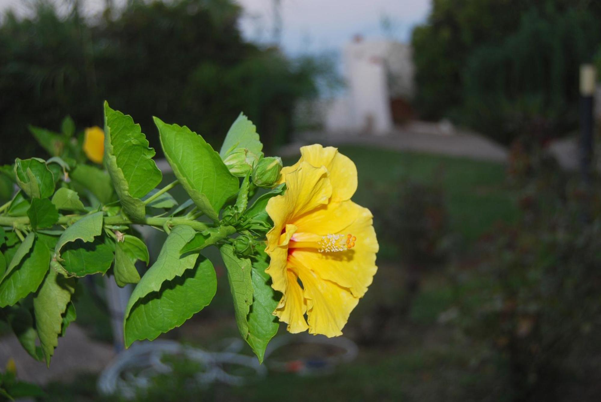 Villa Akrata Exterior foto